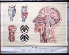 Ancienne affiche anatomie d'occasion  Grisolles