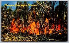 Cartão postal cromado para agricultura tropical Honolulu Havaí Burning Cane Before Harvest, usado comprar usado  Enviando para Brazil