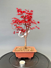 Bonsai acer palmatum gebraucht kaufen  Böhl-Iggelheim