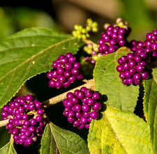 Beauty berry callicarpa for sale  CHELMSFORD