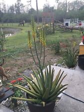 Giant organic aloe for sale  Fort Myers