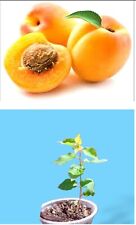 Apricot fruit plug for sale  LIVERPOOL