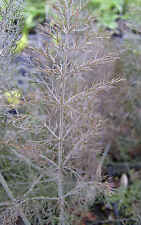 Herb fennel bronze for sale  SALISBURY