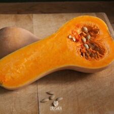 Dynia z maślanych orzechów. Organiczny zimowy squash Waltham Butternut. NASIONA 5 SZT. na sprzedaż  PL