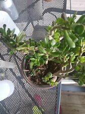 Pre bonsai.succulent. crassula for sale  Fort Collins
