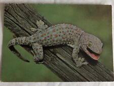 Tokay gekko postcard for sale  Auburn