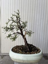 ginepro bonsai usato  Parabiago