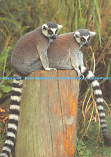 D035305 ring tailed for sale  WARLINGHAM