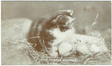 Vintage cat postcard for sale  YEOVIL