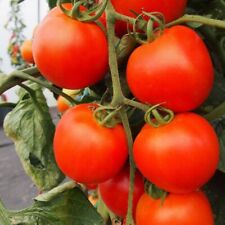 Tomato seeds free for sale  RAMSGATE