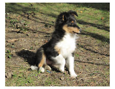 Shetland sheepdog puppy for sale  Wyoming