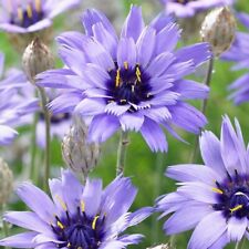 Catananche caerulea hardy for sale  MAIDSTONE