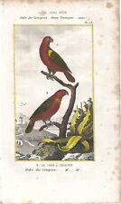Stampa antica pappagalli usato  Lecco