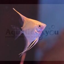 White angelfish tropical for sale  BIRMINGHAM