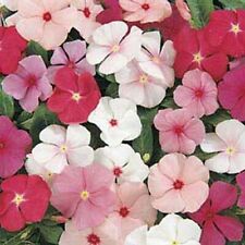 Vinca- Periwinkle- Mix- 50 Seeds- BOGO 50% off SALE, used for sale  Shipping to South Africa