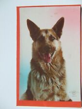 Berger allemand.portrait chien d'occasion  Molsheim