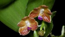 Rare species phalaenopsis for sale  Belle Mead