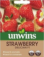 Unwins delician strawberry for sale  WELLINGBOROUGH