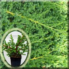 Dwarf japanese juniper for sale  Leesburg