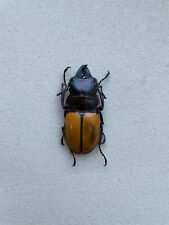 Used, Lucanidae, Odontolabis femoralis waterstradti, N.-Borneo, 64 mm, A1 for sale  Shipping to South Africa