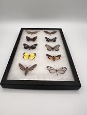 Real moth butterfly for sale  Owensboro