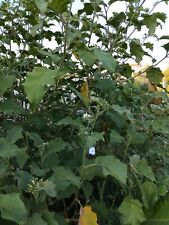 Solanum torvum albero usato  Oria