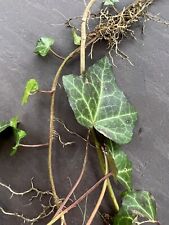 English ivy vine for sale  Lexington