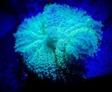 Live coral wysiwyg for sale  Flushing