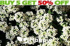 Sweet alyssum new for sale  DONCASTER