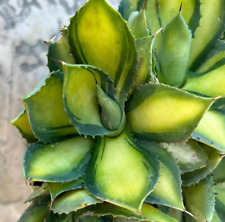 Agave variegated adult for sale  San Marcos