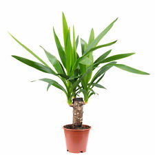 Palmlilie stämmig yucca gebraucht kaufen  Straubing