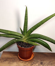 Sansevieria patens for sale  MIDDLESBROUGH