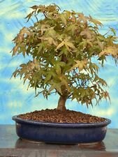 Joe bonsai acer gebraucht kaufen  Spiesen-Elversberg