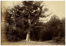 Vintage print tree d'occasion  Expédié en Belgium