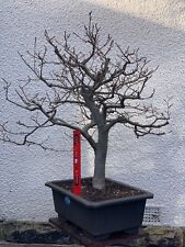 Beech bonsai tree for sale  MIRFIELD