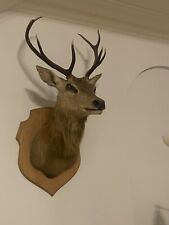 Taxidermy stag white for sale  WADHURST