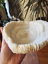 mushroom coral for sale  Melville