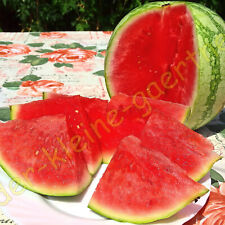 Wassermelone sugar baby gebraucht kaufen  Homberg (Efze)