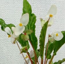 Herbaceous begonia for sale  Shipping to Ireland