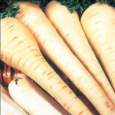 Parsnip white gem for sale  SALISBURY