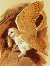 Barn owl. 1960 for sale  COLNE