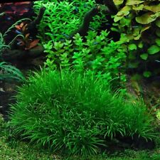 Stems blyxa japonica for sale  Stockton