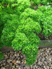 Organic parsley triple for sale  SALISBURY