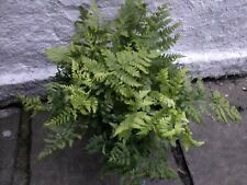 LARGE HARDY FERN,  , LIKES A SHADY PLACE, IN A 2 LITRE POT. for sale  BURY