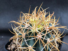 Ferocactus chrysacanthus vivai usato  Massafra