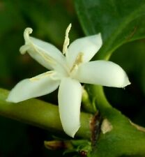 Kaffee arabica kaffeebaum gebraucht kaufen  Muldestausee