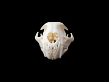 Authentic bobcat skull for sale  Titusville