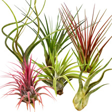 Tillandsia mix plants for sale  SALTBURN-BY-THE-SEA