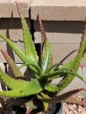 Aloe cameronii large for sale  Phoenix