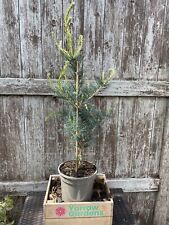 Japanese white pine for sale  CHORLEY